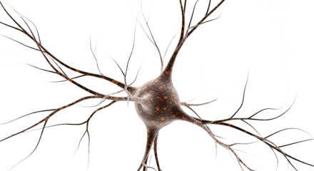 Detailed illustration of a nerve cell (neuron) showcasing its intricate dendrites, isolated on a white background. Perfect for biology, science, and medical themes.