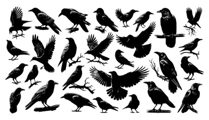 set of crow silhouettes with flying wings, a wildlife vector illustration of a bird symbol