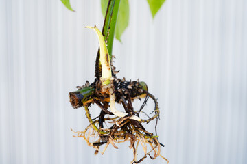 Healthy Monstera cutting with Fresh Roots and Sprouting Shoot Isolated on White Background – Concept of Plant Propagation, Root Development, Natural Growth, Gardening, and Botanical Education