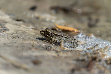 Marsh frog sits in lake and watches close-up. Green toad species of tailless amphibians of family ranidae. Single reptile of pelophylax ridibundus common in water. Portrait wet wild animal in pond.