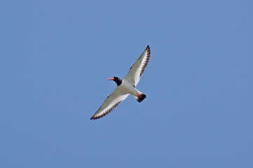 Fototapeta premium Eurasian oystercatcher flying in the sky