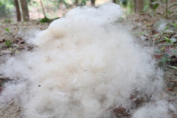 Cotton Fibre on hand collected from field