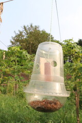 Insect trapping hanging plastic mug