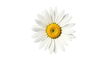 Fototapeta premium Closeup of a delicate white flower with vibrant yellow center in full bloom white