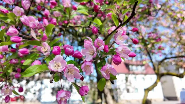 Romantic spring scene: Blooming crabapple tree in Menden Sauerland