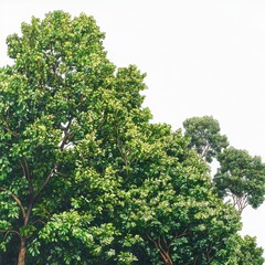 Fototapeta premium Lush green canopy treetop illustration isolated on white background