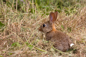 Un lapin de garenne