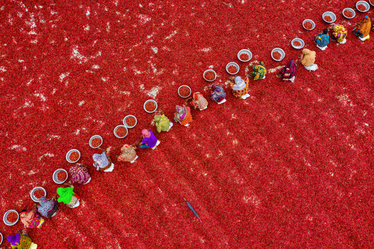 Sariakandi, Bangladesh - 02 April 2019: Aerial view of a vibrant red chilli field with traditional workers harvesting, Fulbari, Sariakandi, Rajshahi, Bangladesh.
