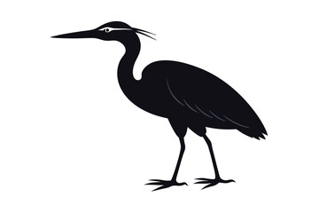 black crowned night heron