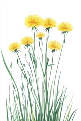 A cluster of bright yellow flowers with slender green stems and leaves