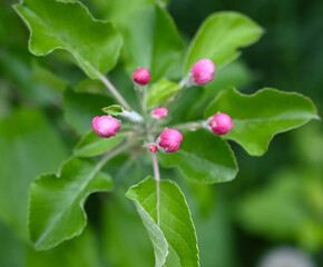 apple blossoms in an orchard in spring, close up