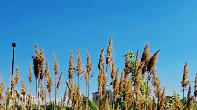 Common Reed or Neusiedler See, Austria Plants. Fluffy seed head and blurred dry reeds with Blue SKY background. Peaceful natural winter scene CloseUp Panaromic view of CommonReed Plants Landscaping.