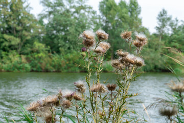 Sharp blooming field thistle with tufts of fluff close-up. Blossoming cirsium arvense or pink sow...