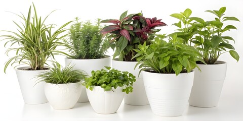 Fototapeta premium Potted Plants Background – Urban Gardening Vibe