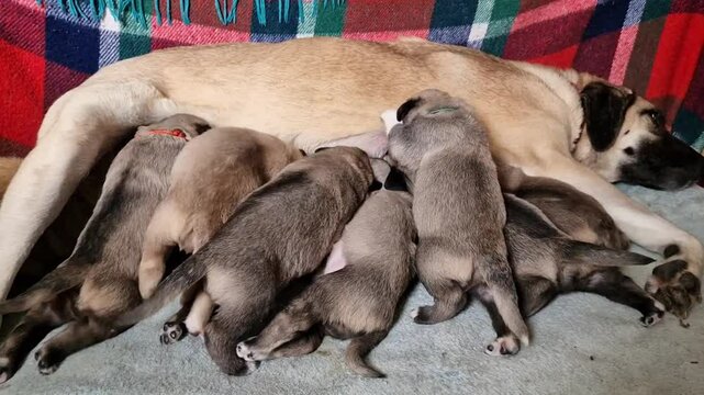 ender Moment: Kangal Mum Dog Laying on Her Side Breastfeeding Her Hungry Puppies | Heartwarming Mother & Puppies Bond | Rescue & Sanctuary Life | Calming Slow Motion Animal Video