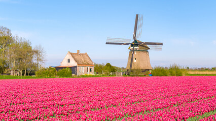 Aerial drone view of colorful tulip fields and windmills, spring in Holland, The Netherlands