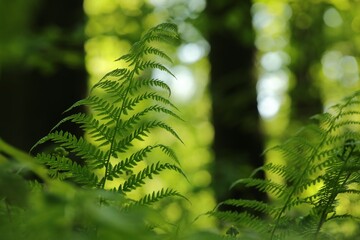 Fern in the forest on a sunny spring morning,  Poland