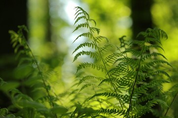 Fern in the forest on a sunny spring morning,  Poland