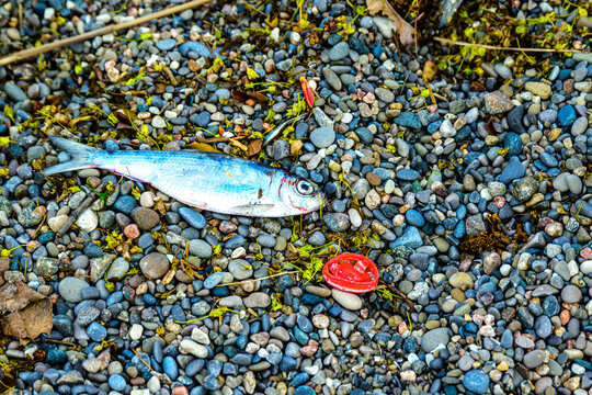 Alewife (Alosa pseudoharengus ) washed up dead on the shore of Lake Ontario in spring. This species of herring is invasive to the Great Lakes room for text	