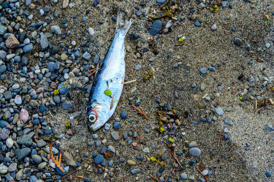 Alewife (Alosa pseudoharengus ) washed up dead on the shore of Lake Ontario in spring. This species of herring is invasive to the Great Lakes room for text	