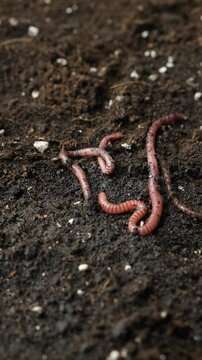 Live Bait Earthworms Ready for Fishing Hook