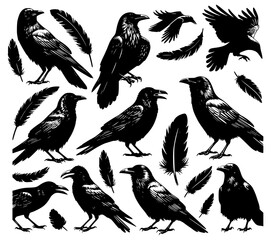 black and white crow, set of birds
