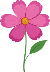 Cosmos  flower vector illustration on transparent background.