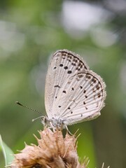 Beautiful butterfly with spread wings on a green leaf, capturing the essence of summer nature and wild insects