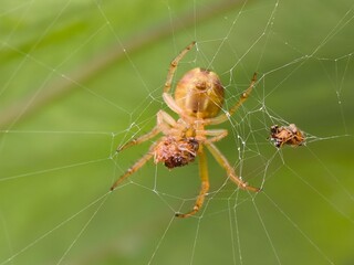 Tiny orange spider with wave on vibrant green leaf
