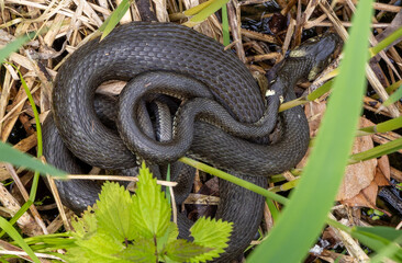Two snakes in mating season