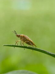 The bug on a leaf