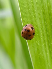 Ladybug on green leaf