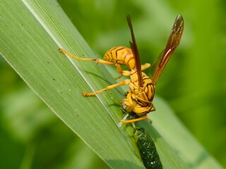 Close up of vibrant yellow wasp on a leaf