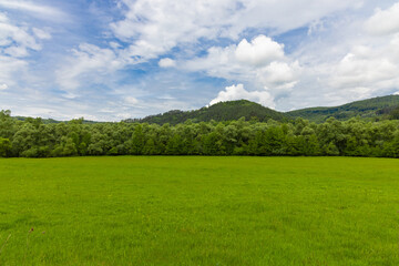 Obraz premium Landscape of a plain with green grass at the edge of the forest