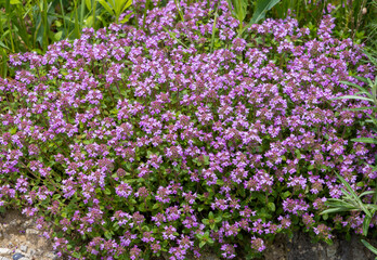 Close-up of a group of many Thymus serpyllum flowers