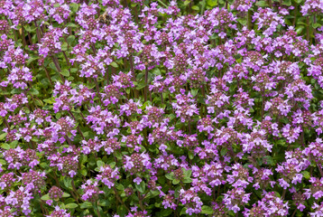 Close-up of many Thymus serpyllum flowers
