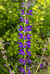 Close-up of a Salvia pratensis flower