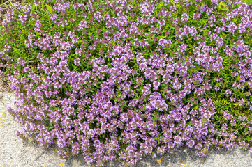 Close-up of many Thymus serpyllum flowers