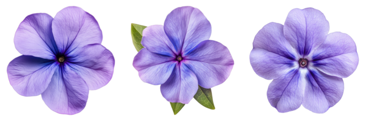 Three purple flowers are shown in a row
