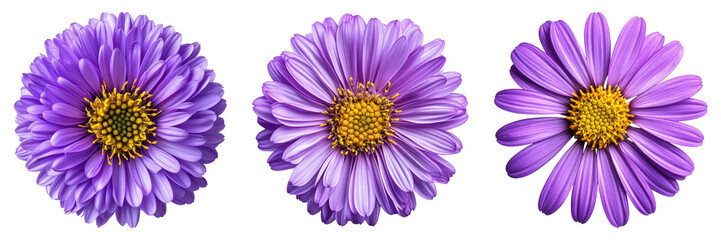 Three purple flowers are shown in a row