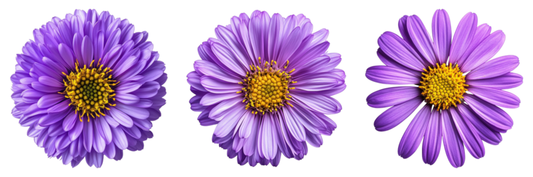 Three purple flowers are shown in a row