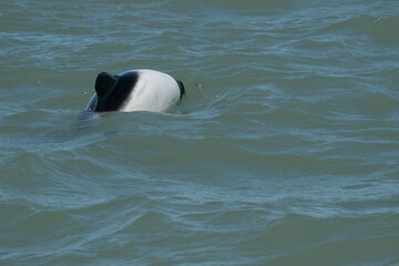 Commerson's dolphin (Cephalorhynchus commersonii) in Puerto Deseado © TC2412