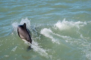 Commerson's dolphin (Cephalorhynchus commersonii) in Puerto Deseado