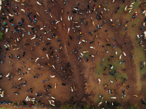 Aerial view of tribal animal market bustling with livestock and people, Kako, Southern Nations Nationalities and Peoples' Region, Ethiopia.