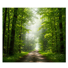 Obraz premium Sunlit Forest Path