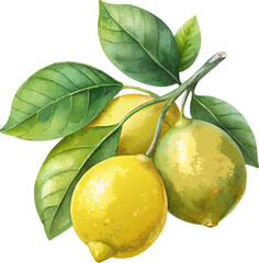 Watercolor Lemons Hand Painted Vector Illustration