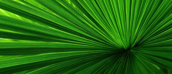 Obraz premium Close-up of vibrant green palm frond showing radiating lines and texture; tropical foliage in natural light; abstract botanical detail of exotic plant life