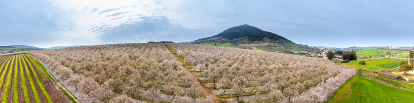 Aerial view of blossom almond plantation, Mount Tabor, Lower Galilee, Israel.