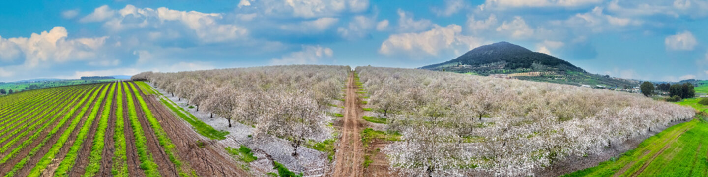 Aerial view of blossom almond plantation, Mount Tabor, Lower Galilee, Israel.