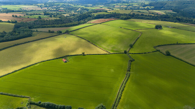 Aerial view of lush green fields and rolling hills in a tranquil countryside, Milton Abbot, England.